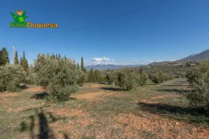 Finca rústica en Cogollos Vega (con toma de luz y agua en la entrada)