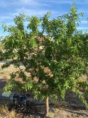 FINCA DE REGADÍO DE ALMENDROS DE 12 HECTÁREAS