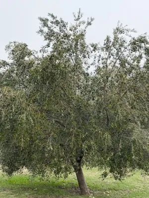 Finca Olivos Espejo (Córdoba)