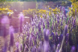 Finca en Benissa - Alicante