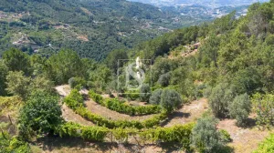 Finca rustica en Amarante - Porto