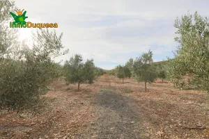 Finca con 3.300 olivos en Cozvijar.