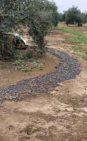 Espectacular finca de olivos en Jaén