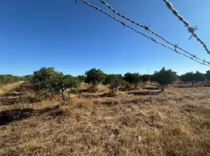 Finca de Regadío en Carmona