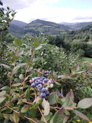 Cabaña con plantación de arandanos