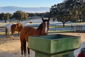 FINCA GANADERA DE 700HA EN EL NORESTE DE CÁCE