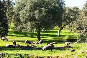 ESPECTACULAR FINCA RUSTICA Y GANADERA