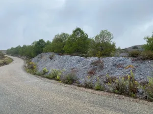 FINCA OLIVOS Y PINOS