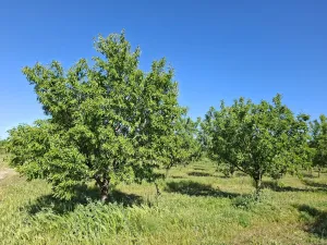 Explotación agropecuaria en producción de 21h