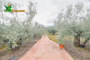 Finca rústica en OGIJARES (Incluye MOBILE HOME)