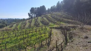 Venta Finca Rústica, Urb. Castellmoster, Castellvell Del Camp