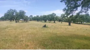 La dehesa, bonito encinar