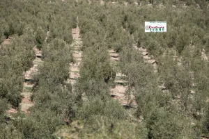 Finca de olivar y almendros en Grana