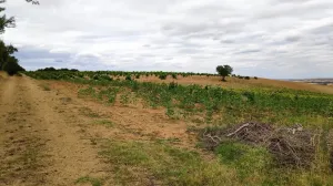 Finca secano en Santa Clara de Avedillo