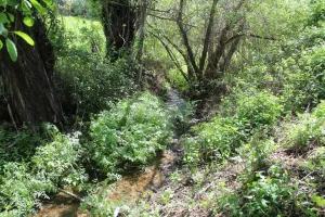 Preciosa finca en Gredos Ref. 1546