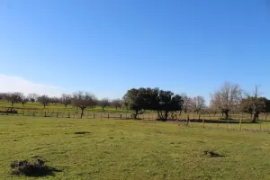 Dehesa Ganadera Salamanca Ref. 1543