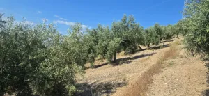 Fica Olivar Regadio en venta