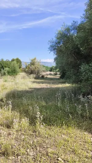 FINCA RÚSTICA EN L'ALCUDIA DE CRESPINS