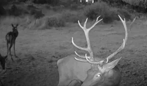 Dehesa Extremeña de Caza Mayor y Ganadera