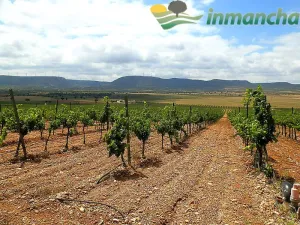 finca en venta 166 has. labor viña riego