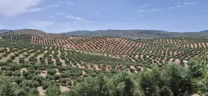 Finca Olivar 100 olivos