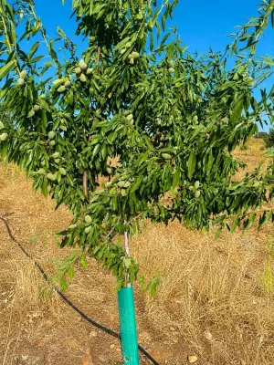 ^**^FINCA AGRÍCOLA Y DE RECREO EN TOLEDO – 17 HECTÁREAS CON MÚLTIPLES POSIBILIDADES DE DESARROLLO^**^