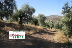 Finca de olivos carrileados