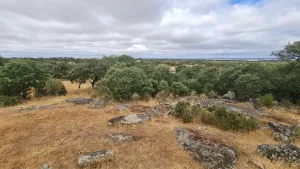 Dehesa en Brozas