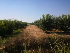Finca agrícola de 2,24 ha - 27 hanegadas