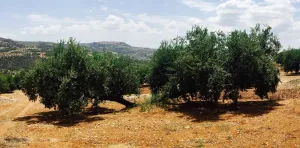 VENTA FINCA DE OLIVAR. CORTIJO DEL ARROYO