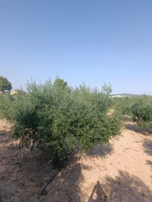 Casa rústica con porche y patio en Paraje Retamar, Cehegín – 97 m2