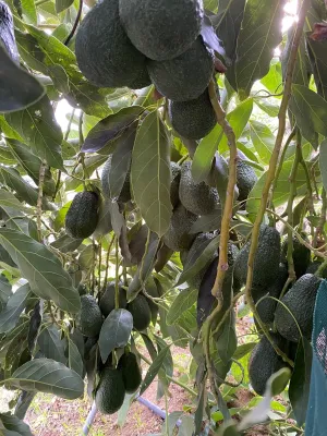 Finca agrícola productiva
