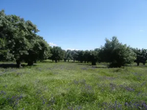 FINCA GANADERA EN EL ESCORIAL - 1508