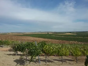 OPORTUNIDAD VENTA DE GRAN FINCA DE REGADIO