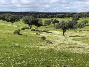 FINCA GANADERA , AGRICOLA Y CINEGETICA