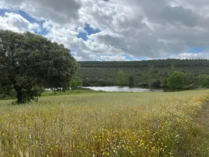 Magnifica Finca