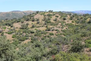 FINCA GANADERA Y CINEGETICA EN JAEN - 1531