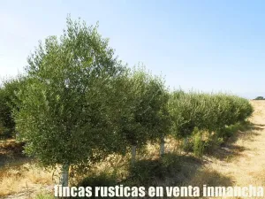 finca en venta 20 has. olivar regadío Toledo