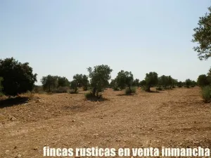 finca en venta 70 has. labor olivar riego
