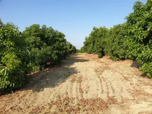 4. Finca premium en plena Costa del Sol