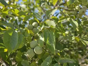 Finca rústica de cultivo en Gandesa