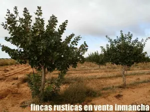 finca en venta 22 has. Pistacho-Labor riego