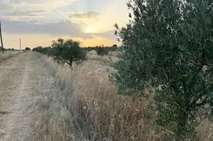 Olivar Con Buen Acceso En Plena Producción