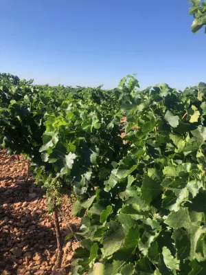 [gestifincarustica] - viñedo en espaldera