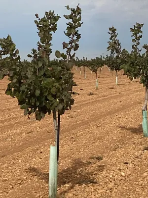 [gestifincarustica] - Tierra plantada de pist