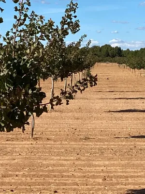 [gestifincarustica] - PISTACHOS