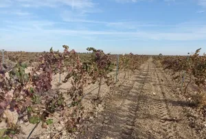 Finca en venta de 9 ha en Tomelloso