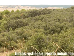 finca en venta 335 has. caza menor Cuenca