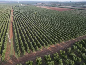 Olivar Superintensivo regadio 8,4 has