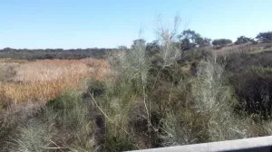 Finca en San Bartolome de la Torre